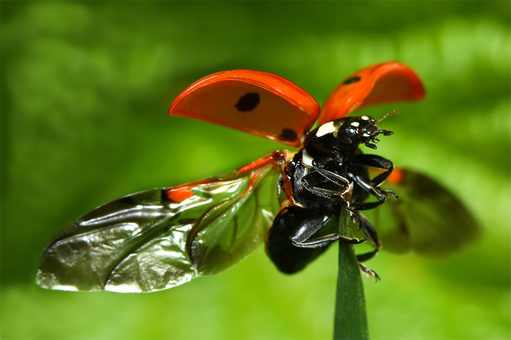 Coccinelle prête pour le décollage by otacon23 