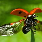 Coccinelle prête pour le décollage