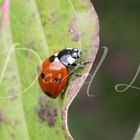 Coccinelle qui ce ballade de feuille en feuille