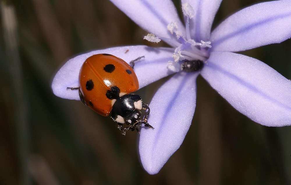 Coccinelle sur Aphyllante