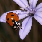 Coccinelle sur Aphyllante