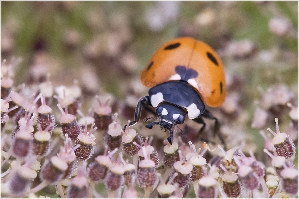 Coccinelle sur berce