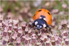 Coccinelle sur berce