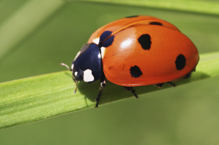 coccinelle sur brin d'herbe