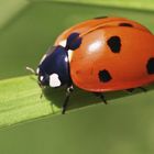 coccinelle sur brin d'herbe