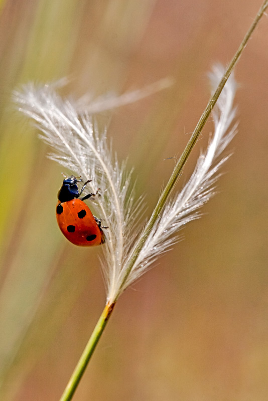 coccinelle sur cheveu d'ange