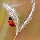 coccinelle sur cheveu d'ange