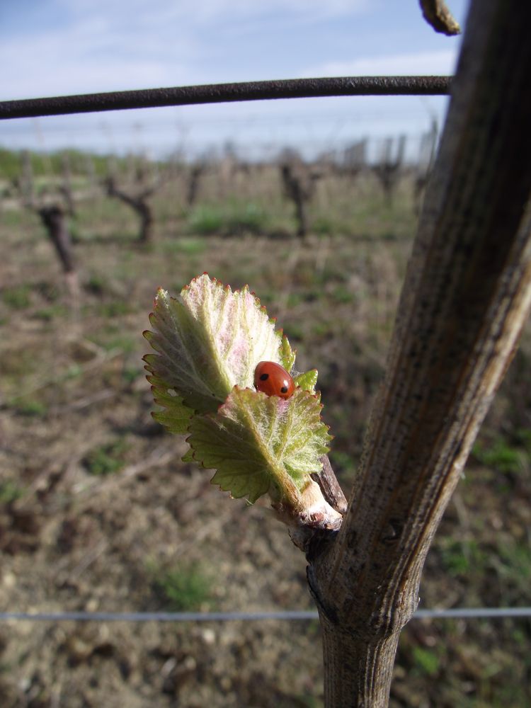 COCCINELLE SUR FEUILLE DE VIGNE