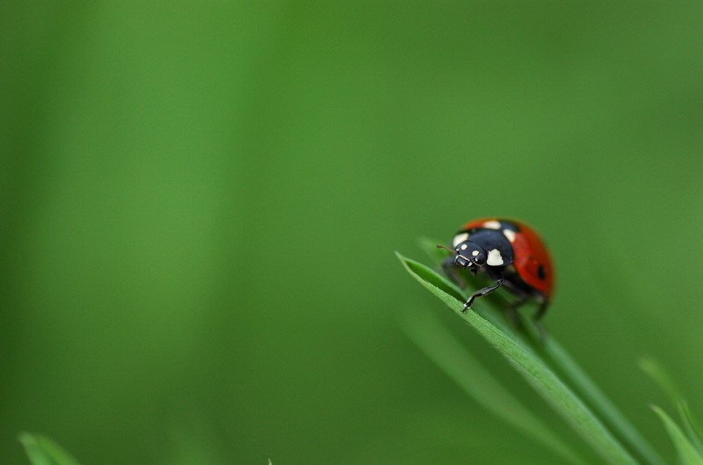 Coccinelle sur fond vert