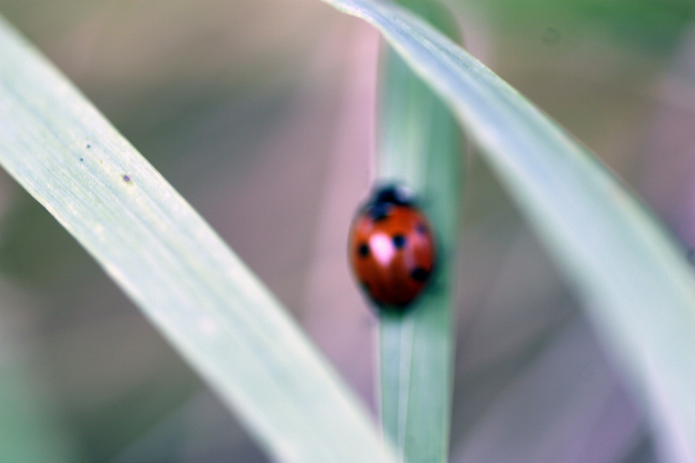 coccinelle sur l'autoroute