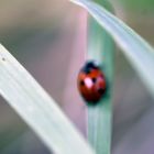 coccinelle sur l'autoroute