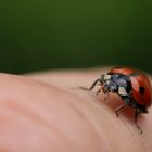 Coccinelle sur ma main