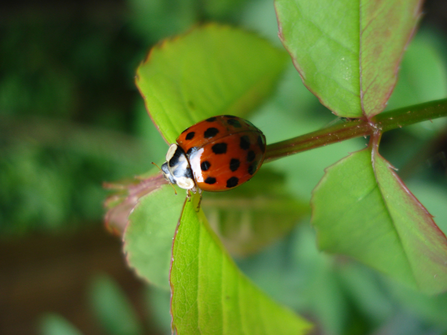 coccinelle sur ma terrasse