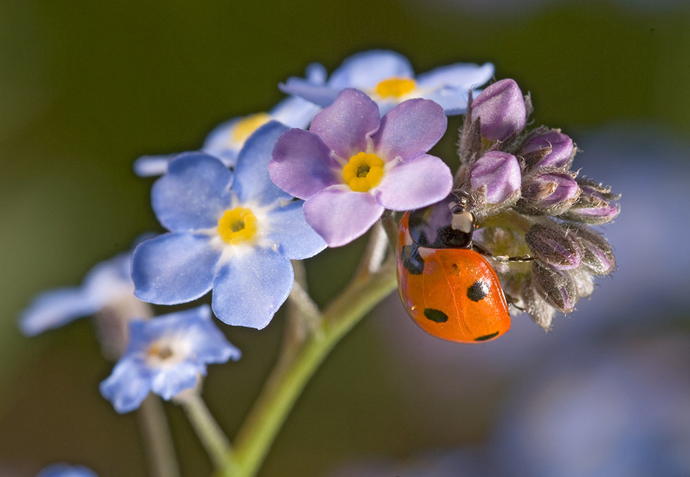 COCCINELLE SUR MYOSOTIS