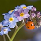 COCCINELLE SUR MYOSOTIS