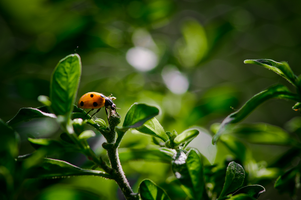 Coccinelle sur pommier d'amour