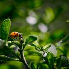 Coccinelle sur pommier d'amour