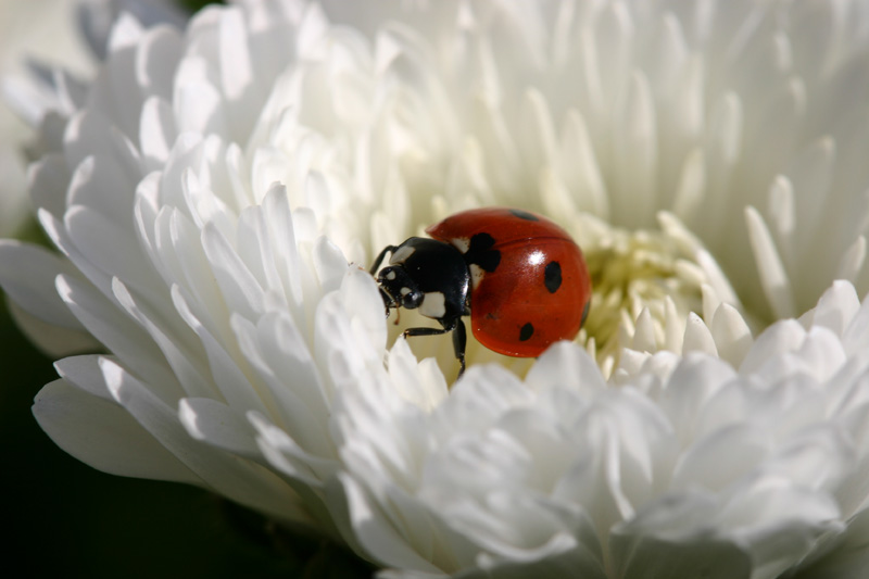 Coccinelle sur une pâquerette