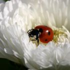 Coccinelle sur une pâquerette