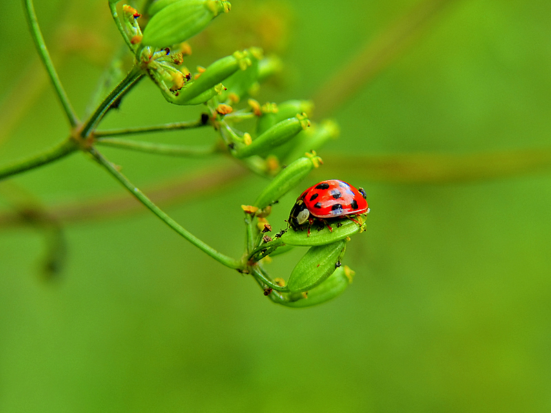 Coccinelle, Étangs de Trévoix, Ollainville 2007