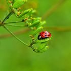 Coccinelle, Étangs de Trévoix, Ollainville 2007