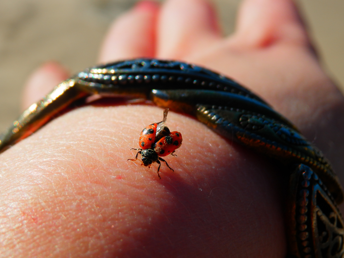 Coccinelle vole, vole