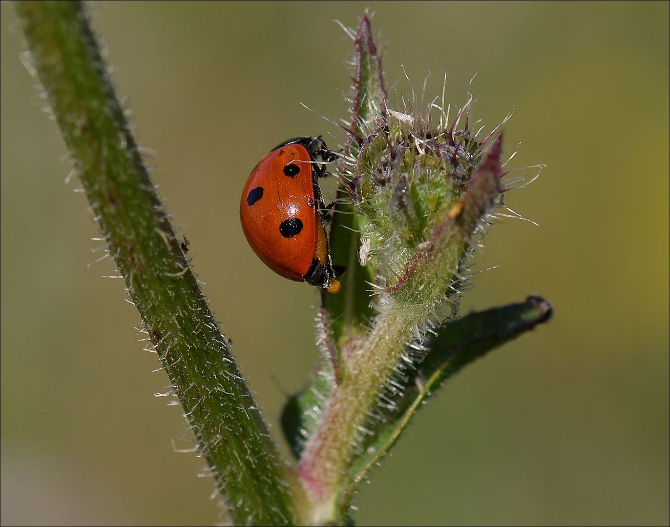 Coccinelle1