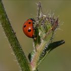 Coccinelle1