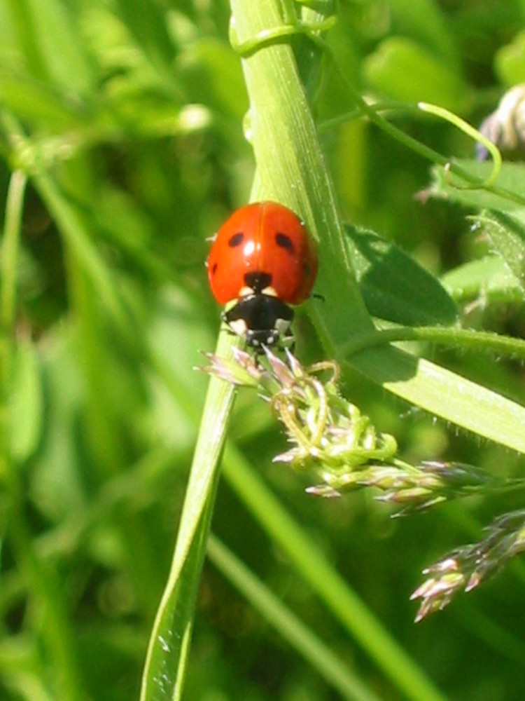 Coccinelle2