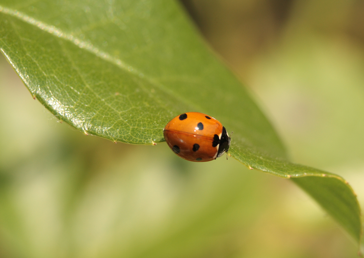 coccinelle2