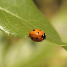 coccinelle2