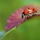 coccinelle2