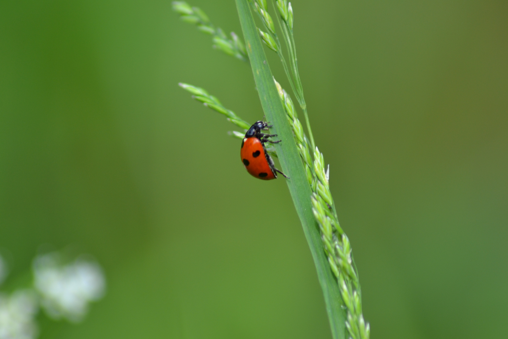 coccinelles