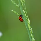 coccinelles