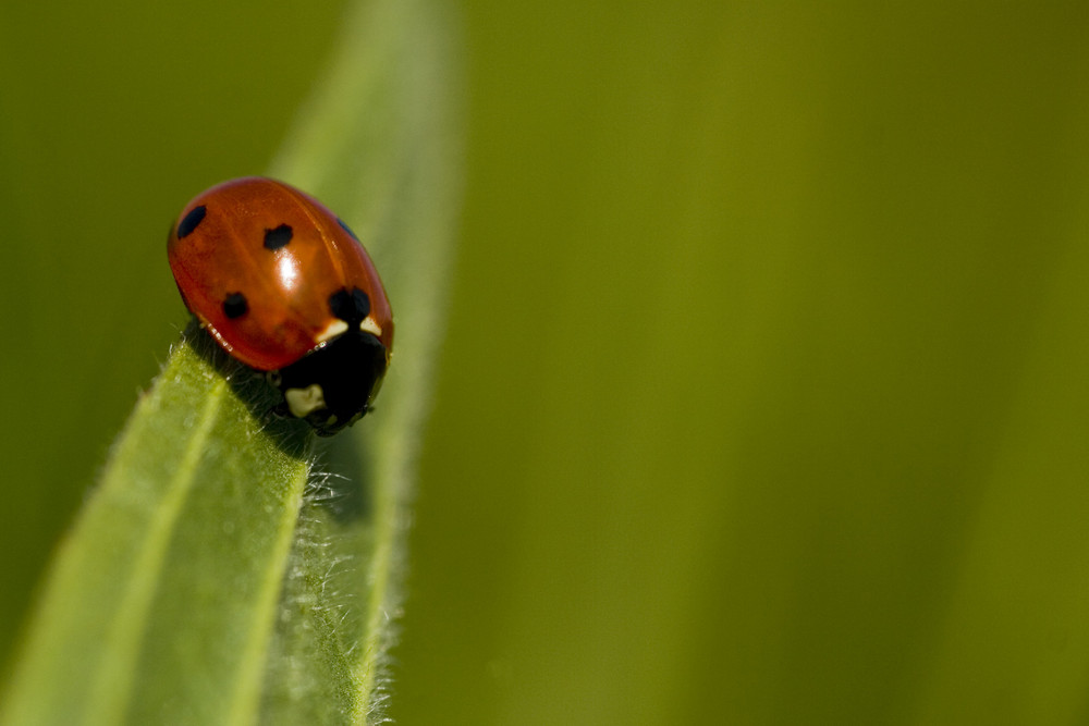 coccinelles