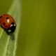 coccinelles