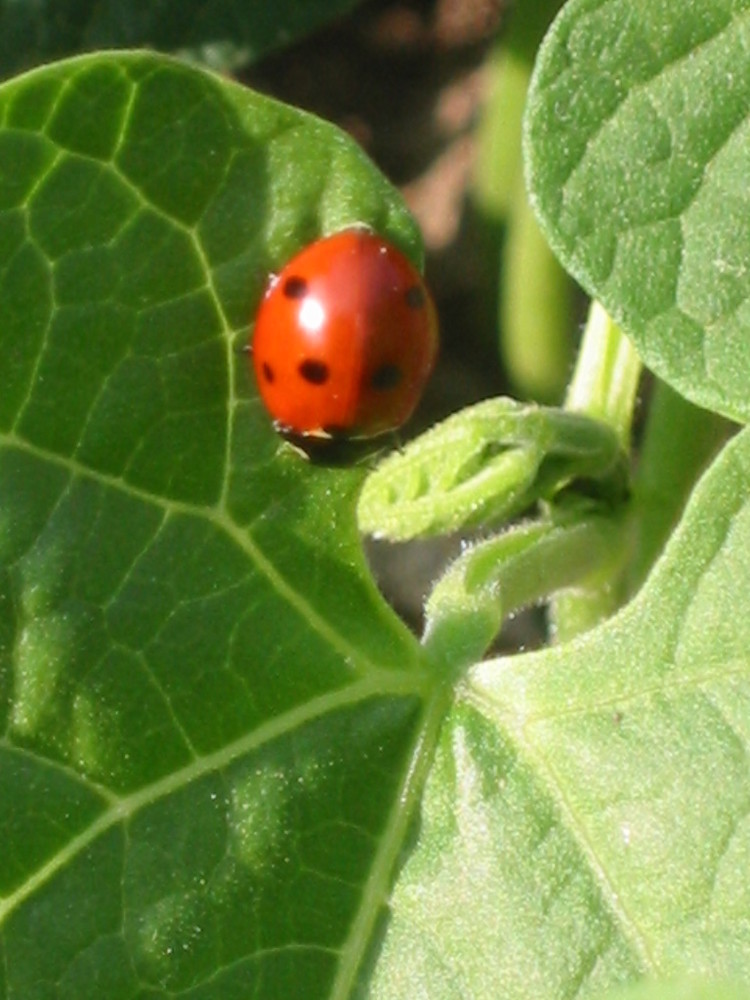 Coccinelles de NATHFRANK 