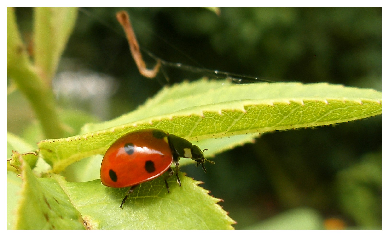 Coccinelles