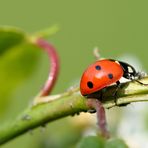 *Coccinelles*