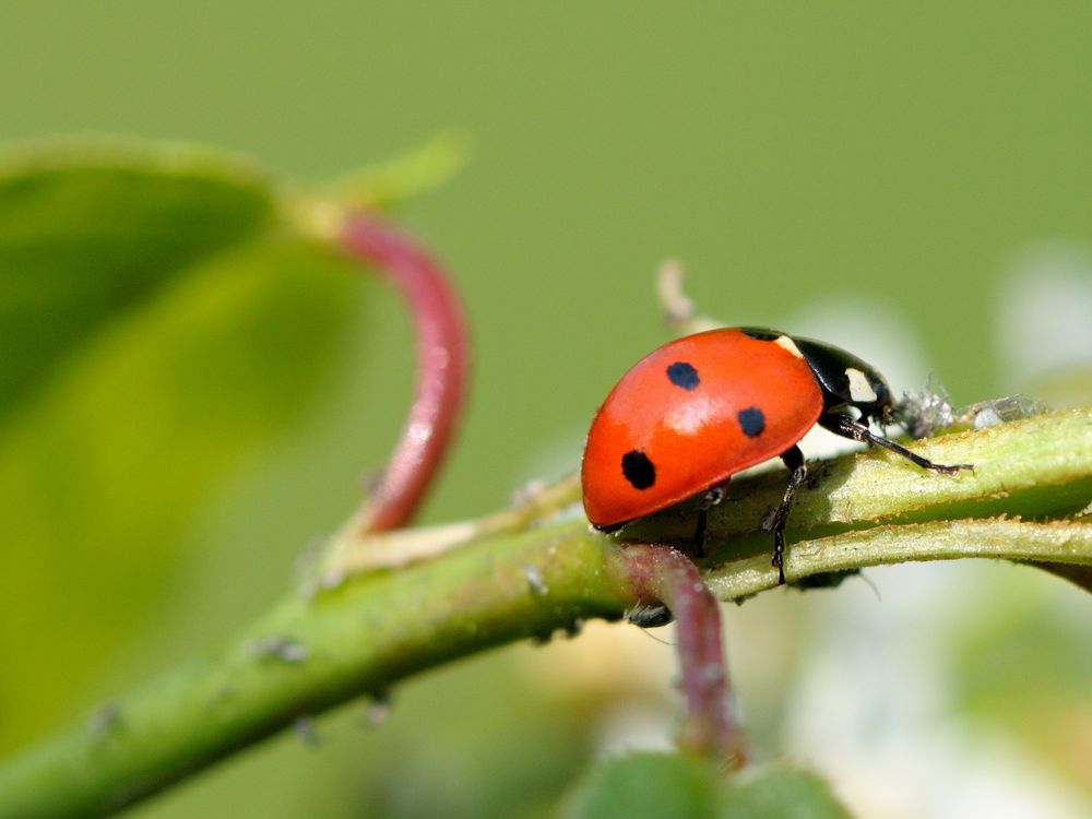 *Coccinelles*