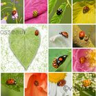 coccinelles !