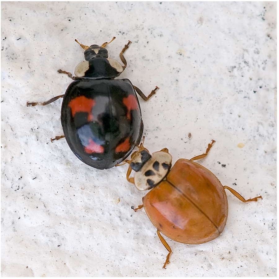 Coccinelles asiatiques (Harmonia axyridis)