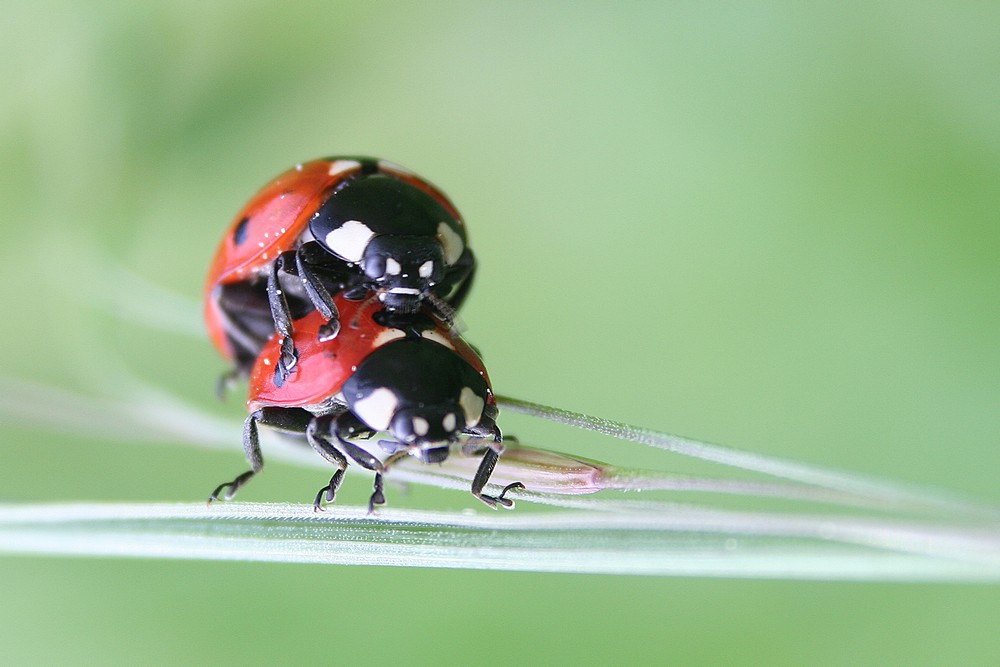 coccinelles