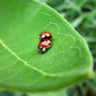 Coccinelles en amour