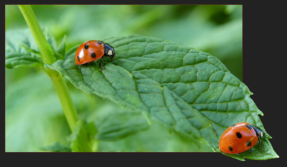 Coccinelles et menthe ... fraiche .