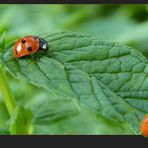 Coccinelles et menthe ... fraiche .