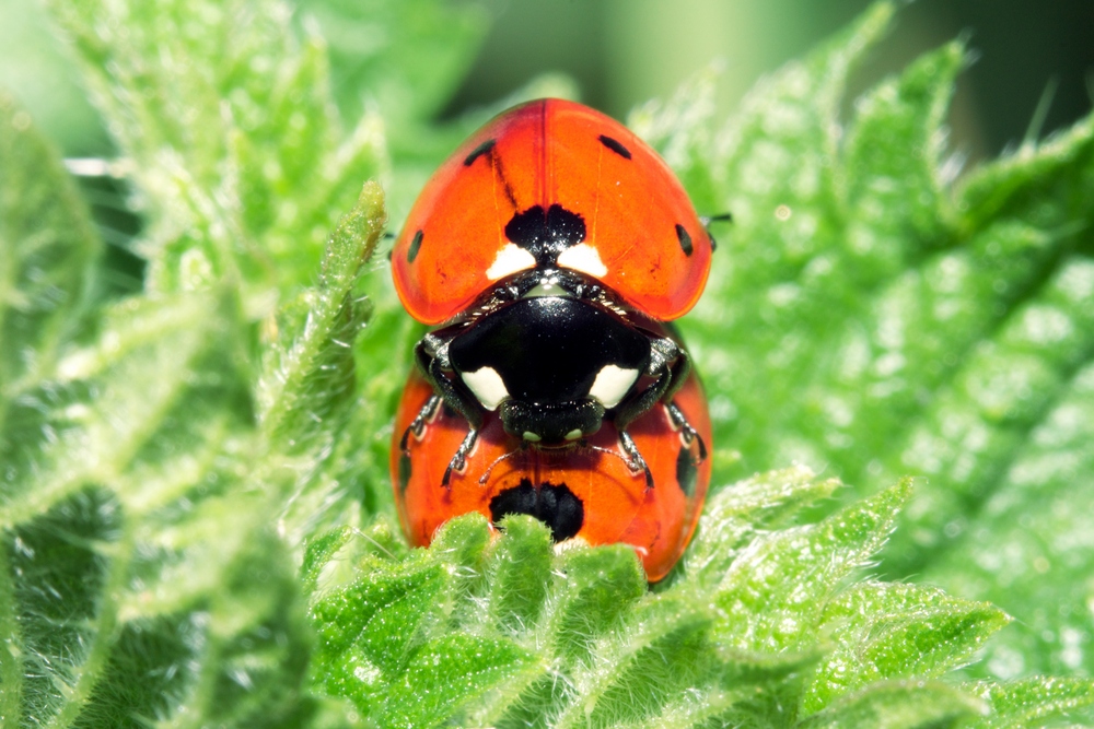 coccinelles