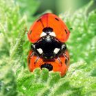 coccinelles