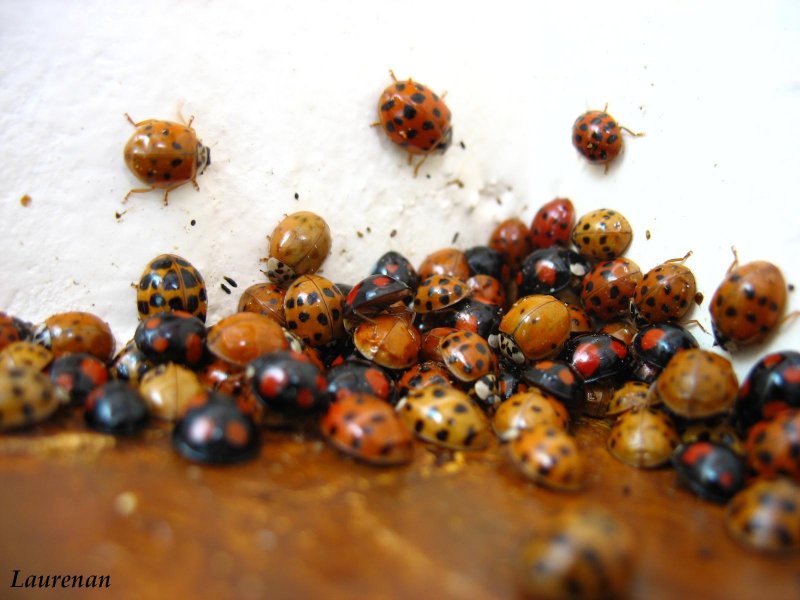 Coccinelles " Harmonia Axyridris" merci Mr Vandebeulque