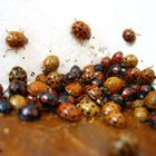 Coccinelles " Harmonia Axyridris" merci Mr Vandebeulque